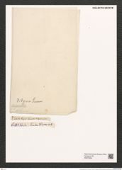 Eunotia didyma Grun. (de-Toni-Nr.: Genus 104, Species 3239) Zeichnungen Sammlung Grunow (NHMW-BOT-W0375294)